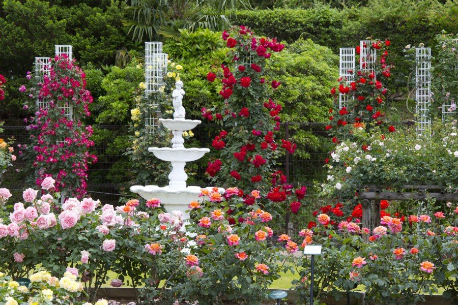 🌳 이쿠타 녹지(이쿠타 료쿠치) 이미지 9